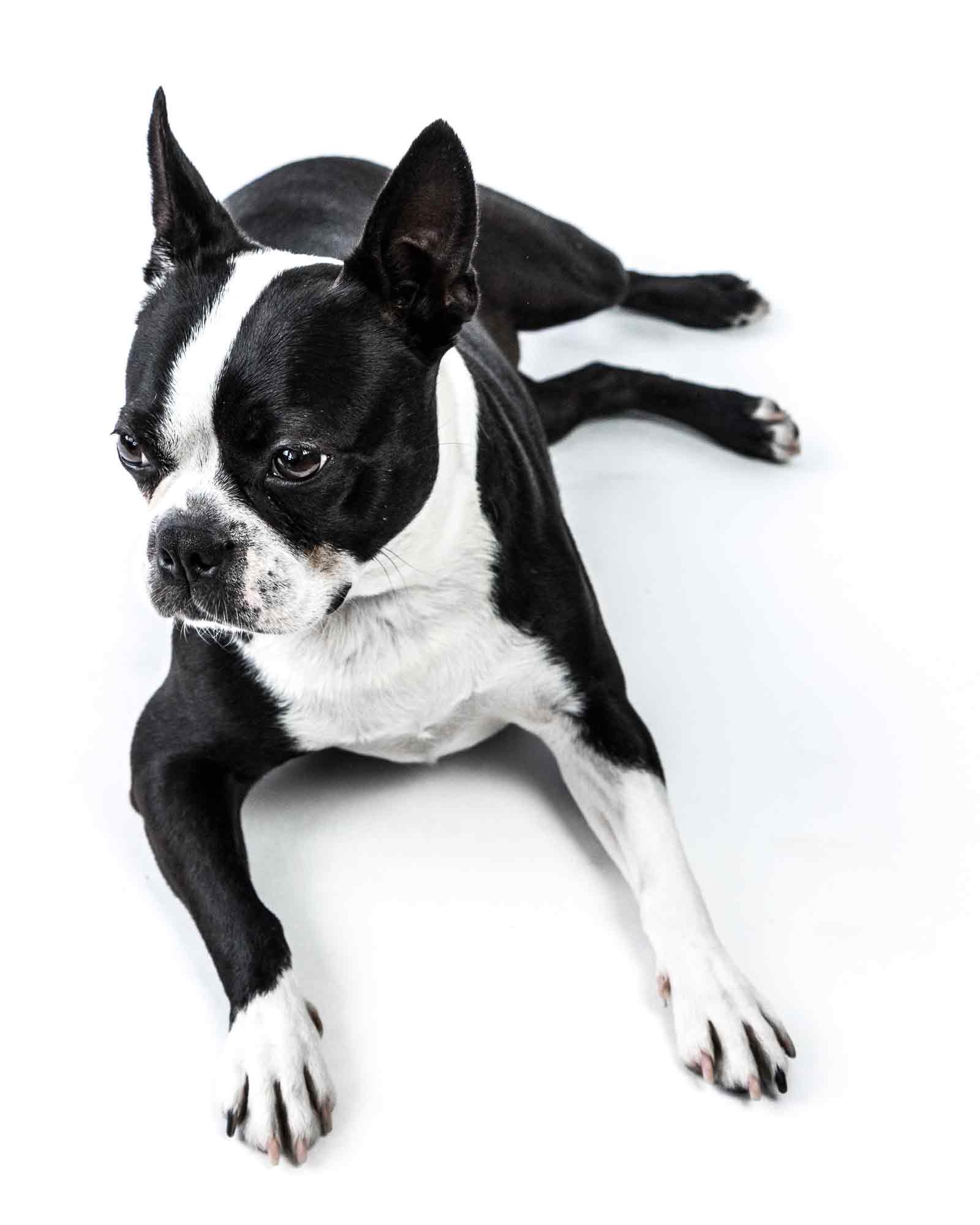 Boston Terrier Dog Model