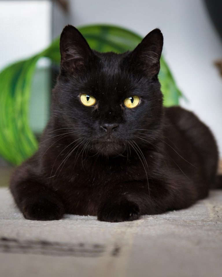 cat photoshoot