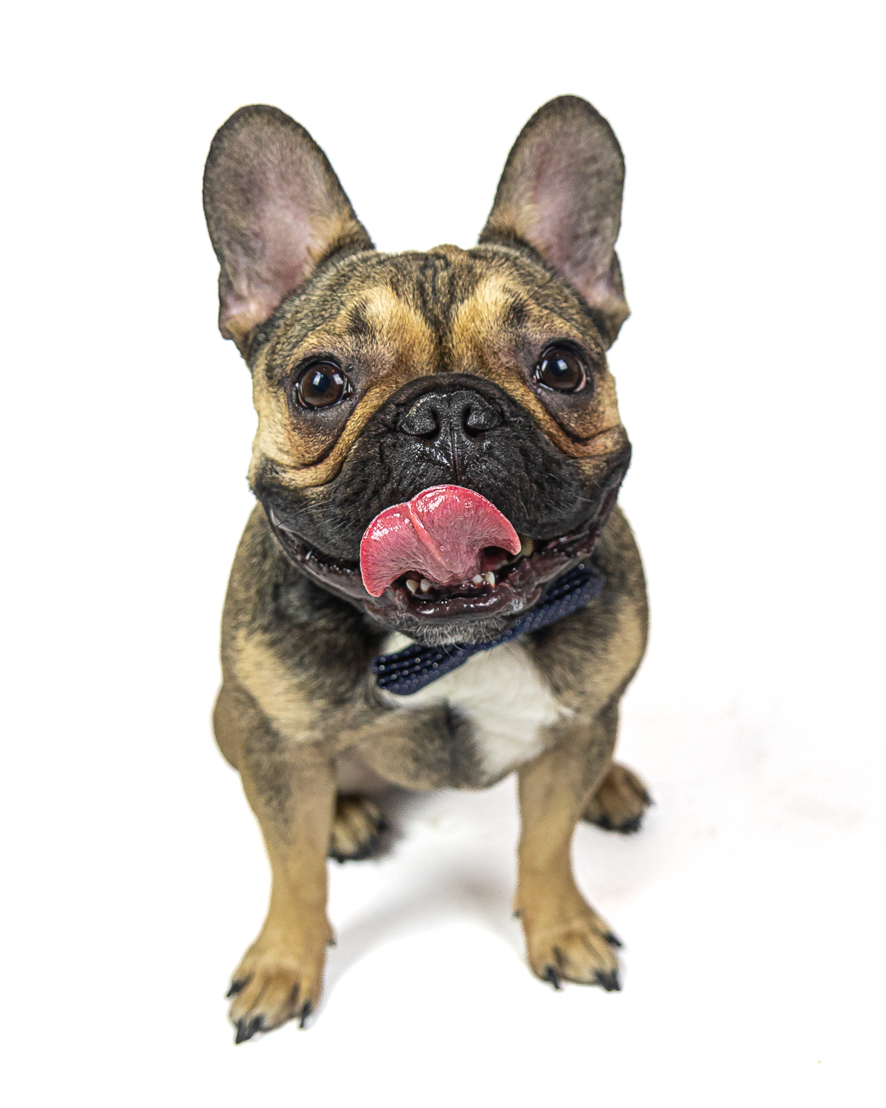 french bulldog dog portrait photography in studio.JPG
