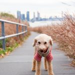 Long island city dog