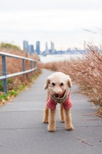 Long island city dog