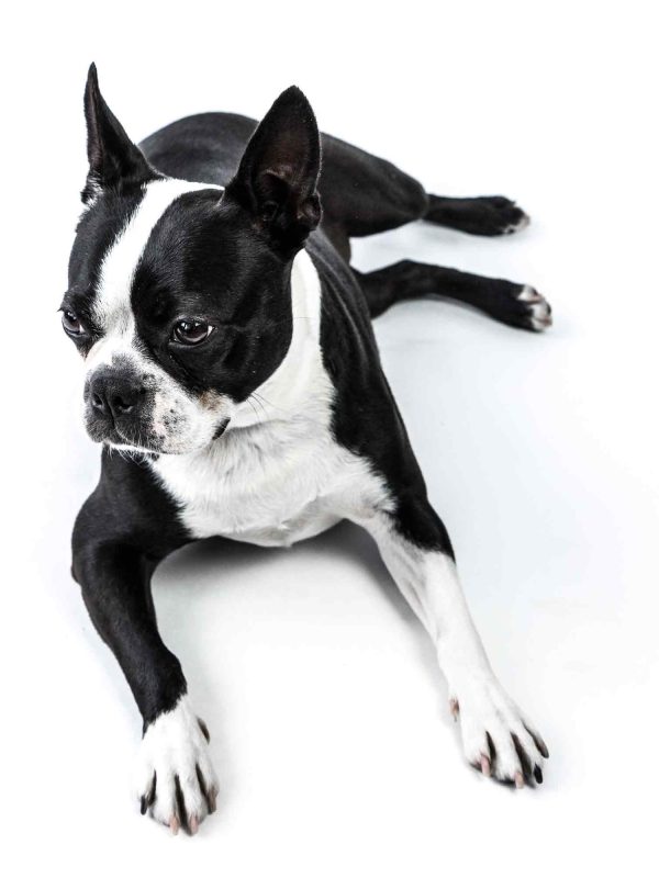 Dog photogrpahy session NYC photography